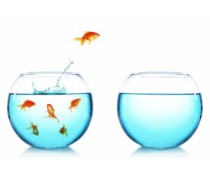 a goldfish jumping out of a bowl of water into another fishbowl snowbird living