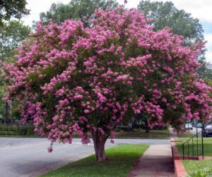 pink crepe myrtle tree