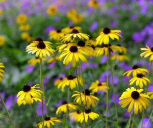 black eyed susan flowers in a field