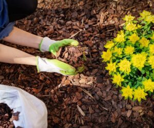 mulching around a flower