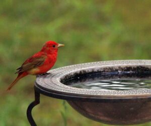 birdbath with a red bird