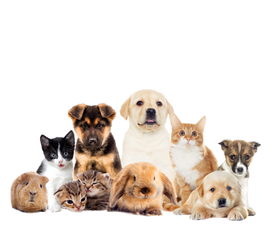 living in a mobile home with pets