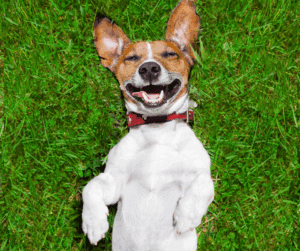 small dog upside down in grass