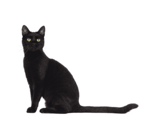 black cat