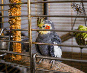 bird in a cage