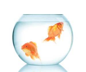 2 goldfish in a glass bowl