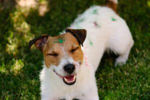 Understanding Mobile Home Insurance in Florida