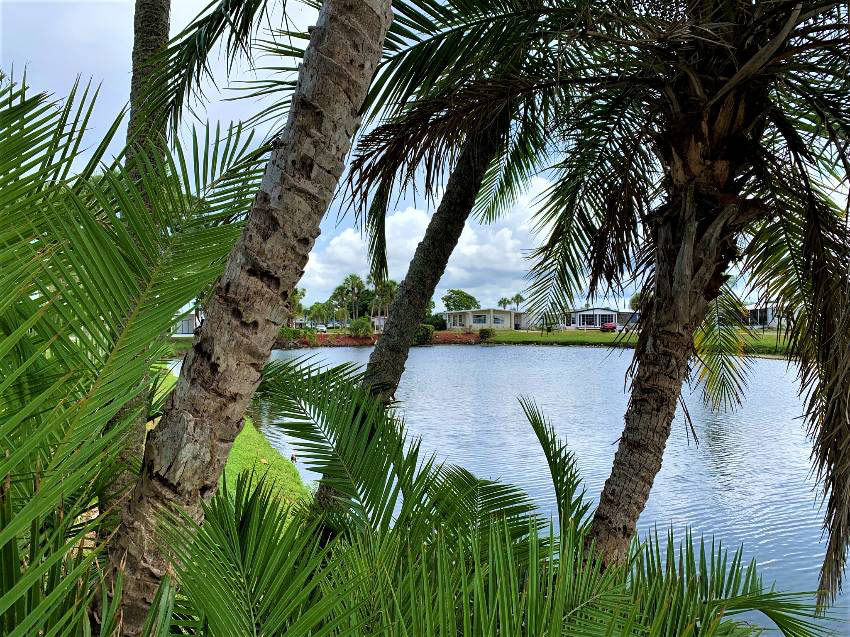 Florida Palm trees