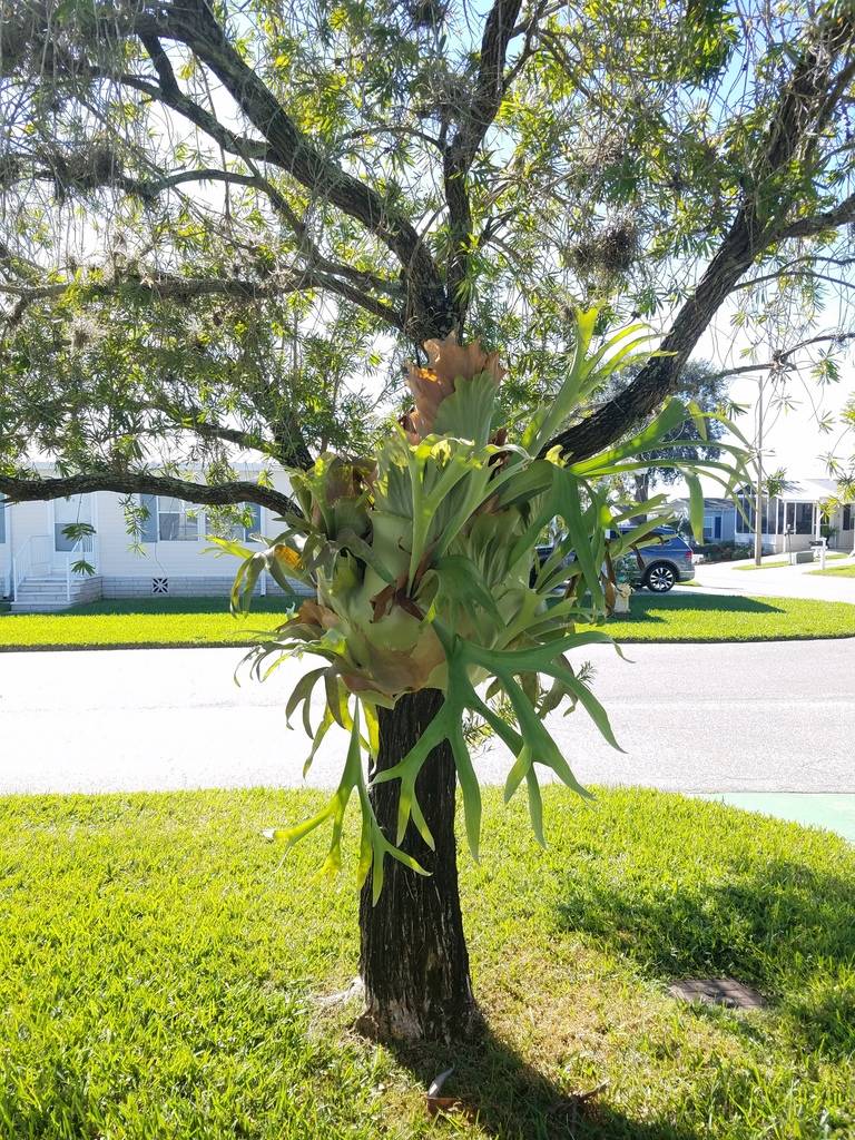 Mobile Home Landscaping Ideas